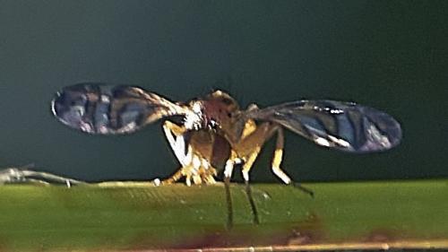 Chaetorellia sp.